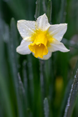 水仙の花　初春イメージ