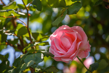 バラの花　屋外撮影