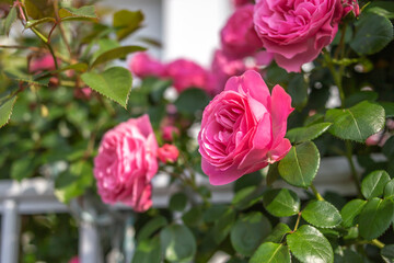 バラの花　屋外撮影