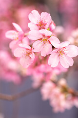 Obraz premium 桜の花 春のイメージ