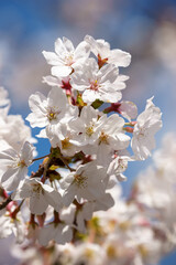 桜の花　春のイメージ