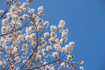 桜の花　春のイメージ