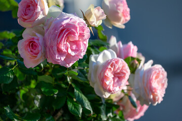 バラの花　屋外撮影