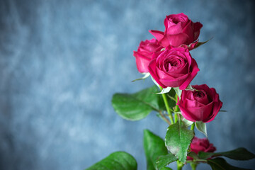 バラの花　スタジオ撮影