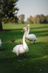 White swans resting on the green grass in the park.