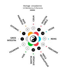 Traditional Chinese organs body clock. French and main meridians  - 24 hours. Yin yang indicator : black for yin & white for yang. Colors symbolize elements : fire, water, metal, wood, earth