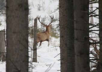Deer ( Cervus Elaphus ) In The Natural Habitat, Winter Time,  Adult Deer Stag With Big Horns InWinter Forest. Great Deer Buck