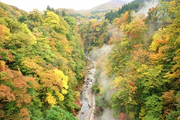 Misty mountain view with beautiful red and yellow maple leaf at Oyasukyo gorge in Japan, aerial view - 紅葉したもみじ 小安峡 温泉 秋田県湯沢市	