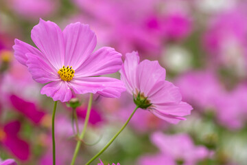 Obraz premium コスモスの花 秋のイメージ