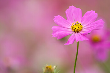 コスモスの花　秋のイメージ