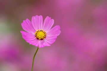 Fototapeta premium コスモスの花 秋のイメージ