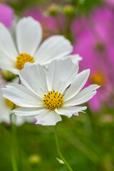 Obraz premium コスモスの花 秋のイメージ