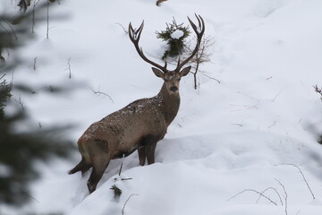 Fototapeta premium Deer ( Cervus Elaphus ) In The Natural Habitat, Winter Time, Adult Deer Stag With Big Horns InWinter Forest. Great Deer Buck