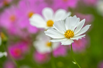 コスモスの花　秋のイメージ