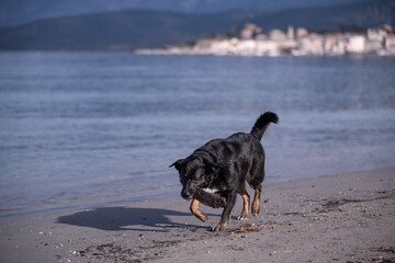 A black male dog playing with a stick on the beach