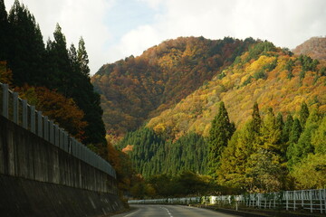 Curve road, Beautiful red and yellow maple leaf at Oyasukyo gorge in Japan, aerial view - カーブした道 紅葉したもみじ 小安峡 温泉 秋田県湯沢市
