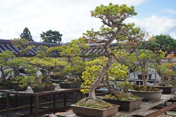 Fototapeta na wymiar Japanese Pine Tree Bonsai in Japan - 盆栽 福島県 会津若松市 日本