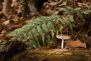 Seta solitaria el bosque húmedo
