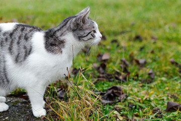 Naklejka na ściany i meble Beautiful cat standing outdoors in grass field and curiously looking at something