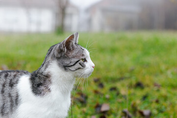 Beautiful cat standing outdoors in grass field and curiously looking at something