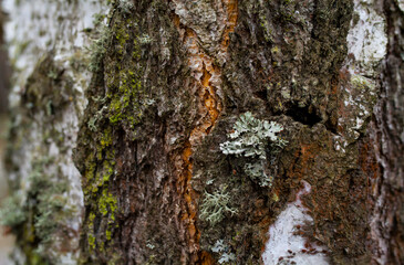 bark texture with lichen