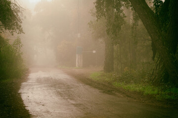 camino con niebla