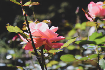 バラ ローズ 薔薇 ガーデン 美しい ピンク