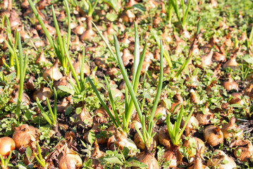 Planting green onions that grow in season. In the fertile land on the farm