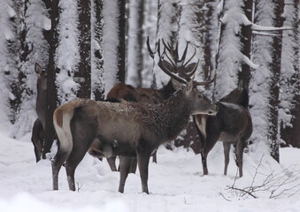 Obraz premium Majestic powerful young red deers in winter country