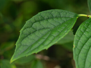 Green Leaf.