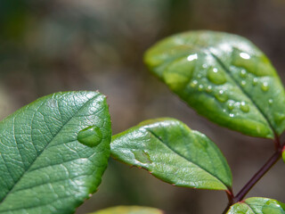 Close up of water drops on leaf. Rain Drops On A green Leaf.