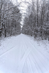 Obraz premium Stock Foto Winter in the forest, snow on trees, handsome christmas background