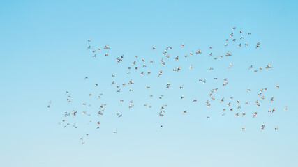 A flock of birds flying in the blue sky