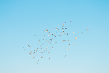 A flock of birds flying in the blue sky