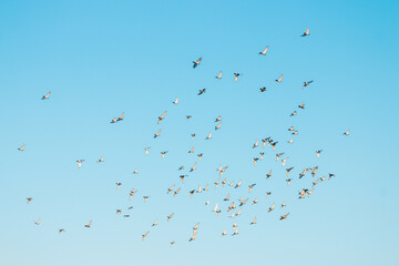 A flock of birds flying in the blue sky