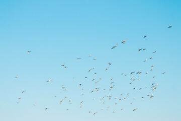 A flock of birds flying in the blue sky