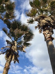 palm tree against sky