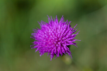 Milk thistle
