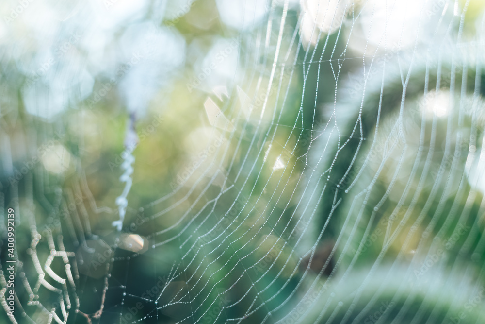 Poster cobweb or spider's web against a natural background, dew drops on a spider .