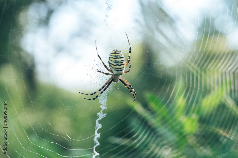 Aufkleber cobweb or spider's web against a natural background, dew drops on a spider .