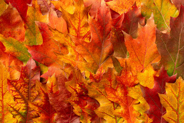 Naklejka na ściany i meble Autumn background from colorful leaves. Close-up photo of texture of autumn leaves. Thanksgiving day background.