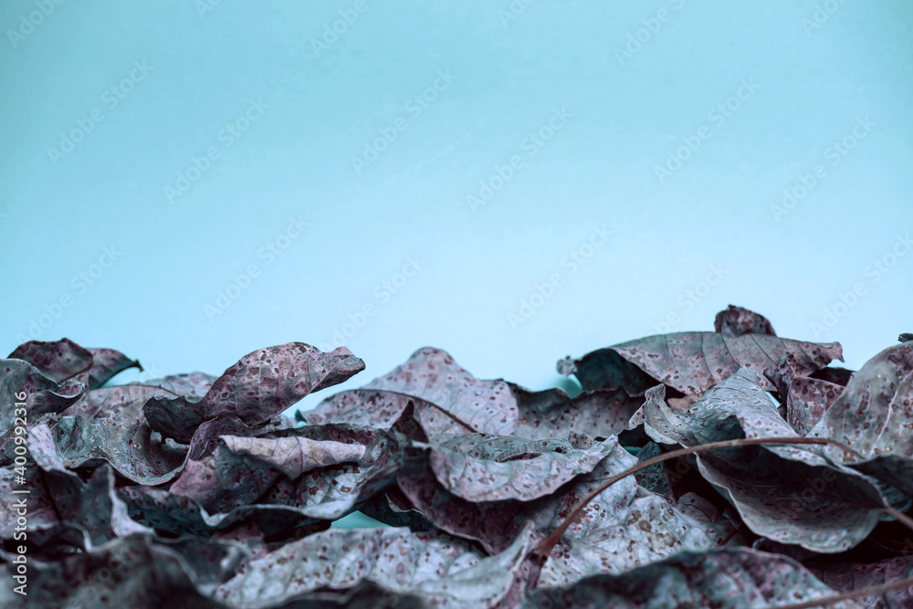 Aufkleber beautiful faded old colorful leafs in blue light. minimalism autumn style concept. background patter