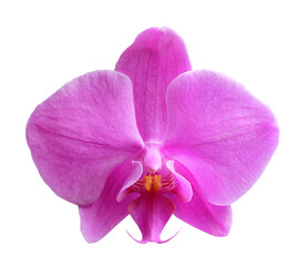 Phalaenopsis orchid flower of  pink color isolated on white background, macro photography.