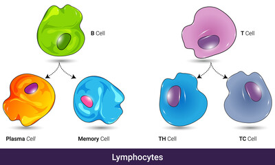 Types of lymphocytes and their differentiation, T helper cell, cytotoxic t cell, B cell, memory cell, Antibody producing plasma cell vector illustration pathway