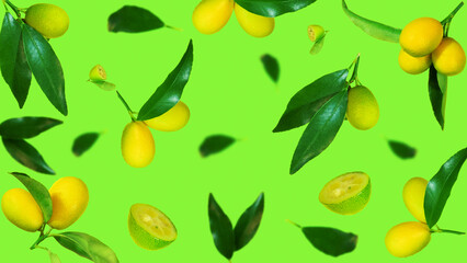 Fresh kumquat levitation with leaves falling in the air. Cut and whole kumquat isolated on green background. Food levitation concept. selective focus