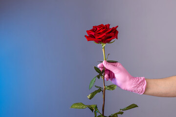 A woman's hand in a pink protective glove is holding a red rose on a blue and gray background. Concept of a lifestyle in a pandemic. Copy space