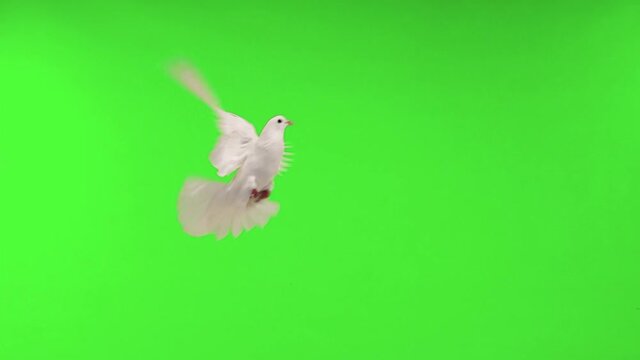 slow motion. white dove symbol of peace flies along the green screen