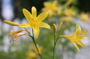 yellow flower in the garden