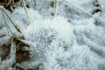 dry grass in winter on the background of beautiful white crystal snow close-up