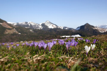 Meadow of crocus in bloom, mountain panorama.